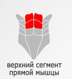 Верхний сегмент прямой мышцы.