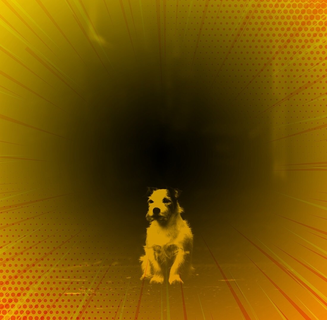 Увидела возле магазина маленького щенка. источник фото: goodfon.ru