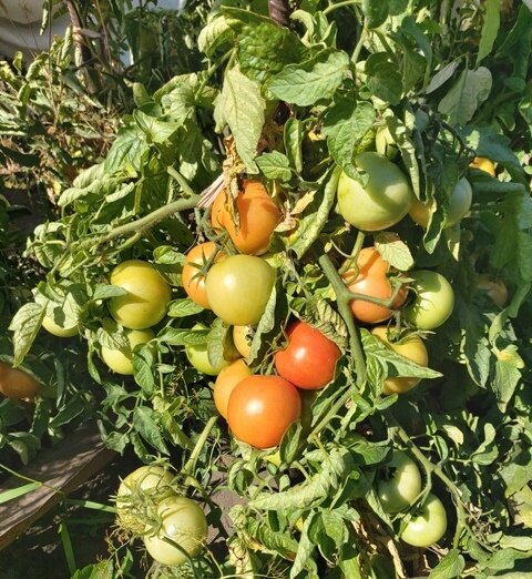 Три супер урожайных томата F1