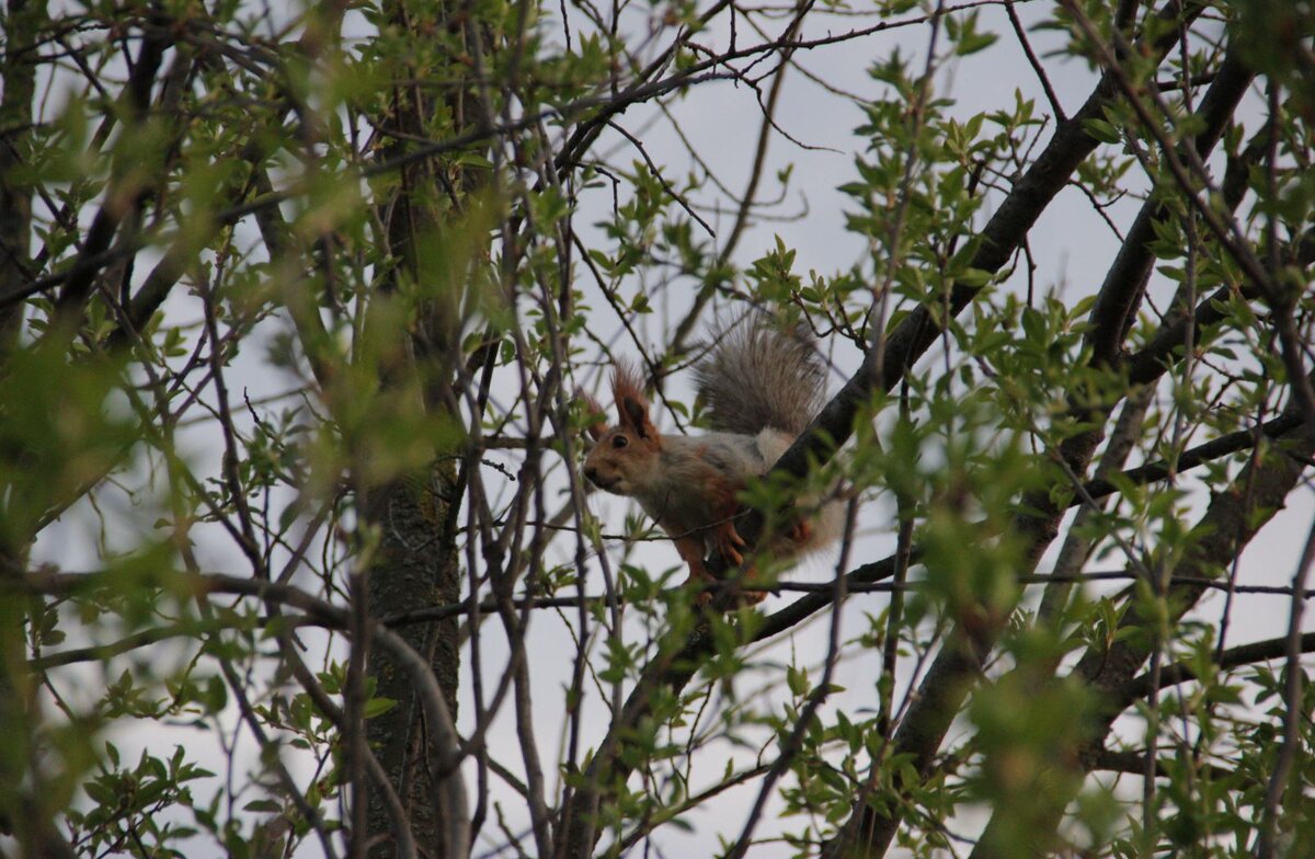 Рыжая с серым - утеплилась