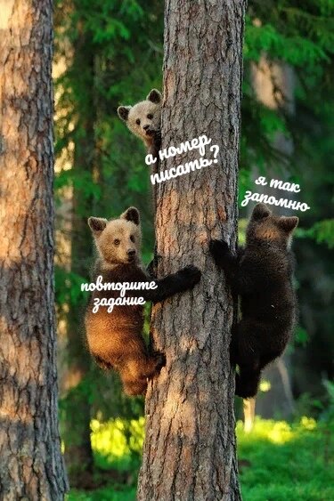 после подробного объяснения учителя