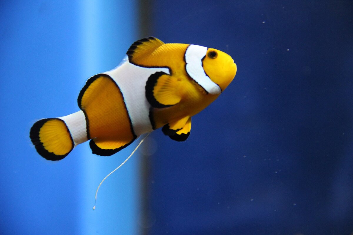 Клоун белоспинный рыба
