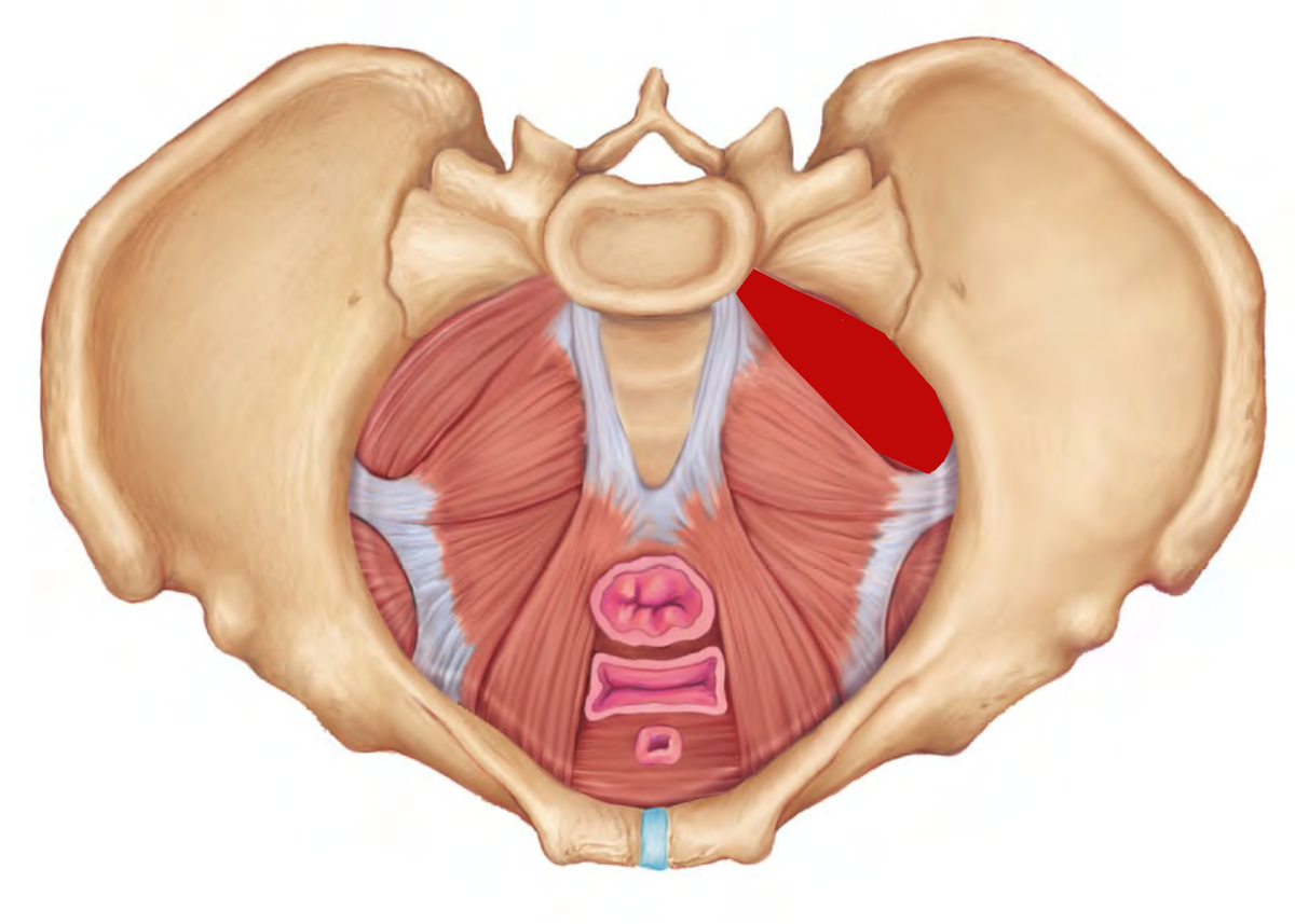 Тазовая диафрагма. Диафрагма таза анатомия. Леватор Ани. Мышцы тазового дна 3д.