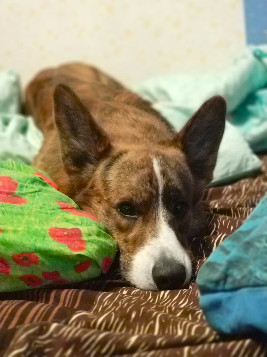 Джаггер "незаконно" занял кровать.