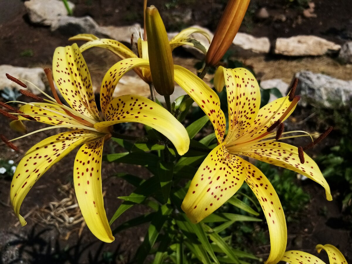 Яркое воспоминание о лете 