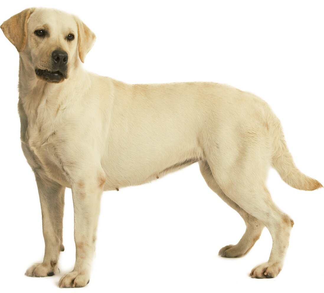 Они выполняют миссию спасателя, охотника и даже поводыря. Собаки дружелюбны и легко обучаемы. Лабрадоры - выносливые животные ростом до 57 сантиметров. Окрас встречается: палевый, коричневый и черный. Эту породу ни с кем не перепутать.

Завести лабрадора легко, а вот ухаживать за ним - непросто. Такое решение должно быть обдуманным. Стоит учесть, что такая собака очень подвижна, ей нужно постоянно бегать и прыгать. Правда, если берется щенок лабрадора в семью, где есть маленькие дети, то играть они будут сами. Задача взрослого - наблюдать, чтобы щенок не разгрыз все игрушки и не проглотил ничего вредного. Собака никогда не тронет ребенка, как бы он к ней ни приставал. Лабрадор - любимец семьи, он всегда в центре внимания.