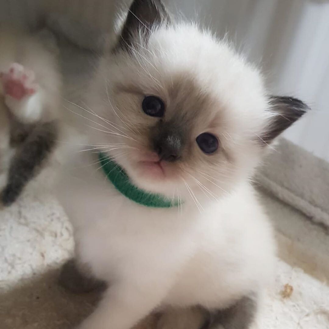 Маленький ангел