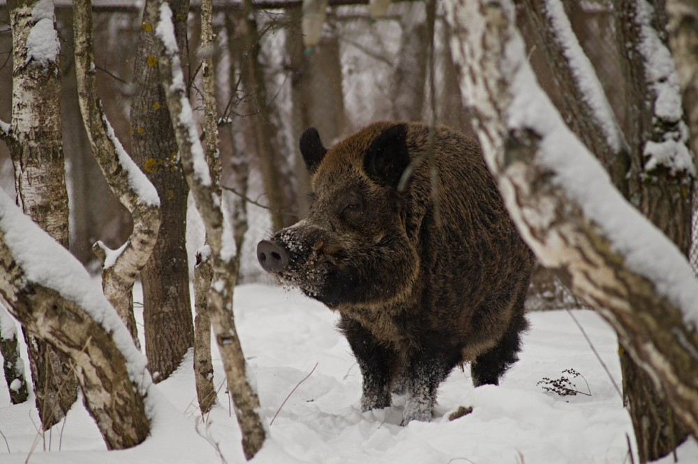 Из-за африканской чумы свиней численность кабана приходится снижать.