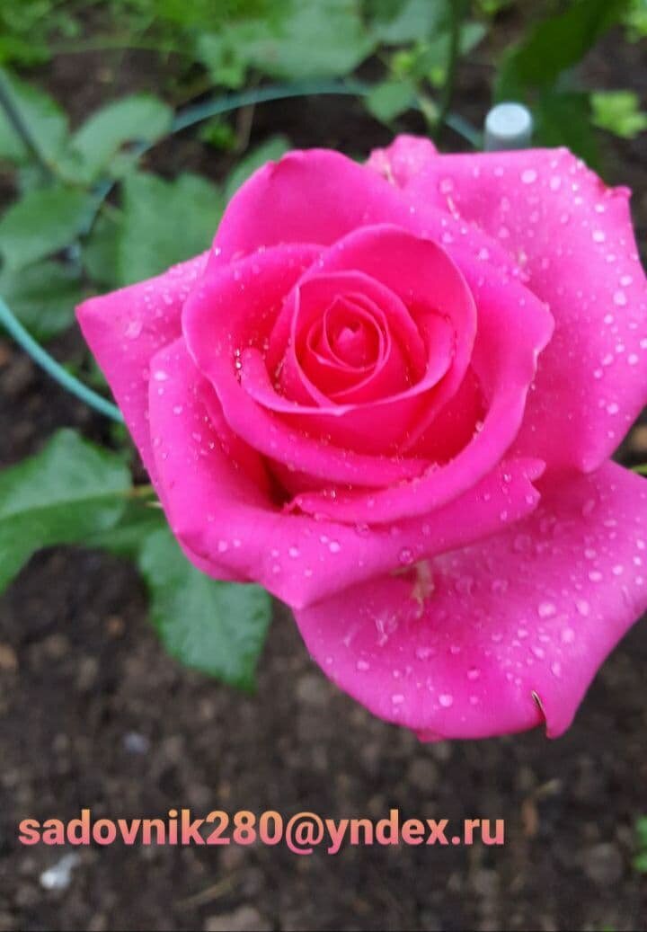 Фото автора Алесад. Зимой всегда по ним скучаем