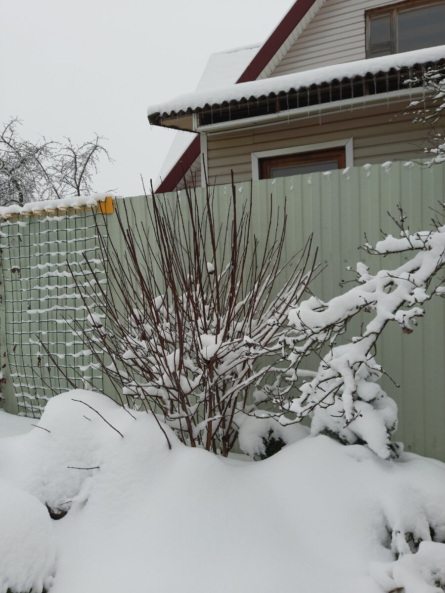 Забор, под которым умудряется пролезать соседский кот