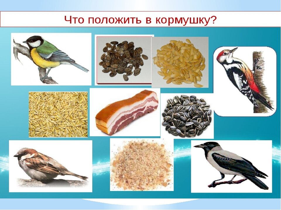 Корм для птиц картинки для детей