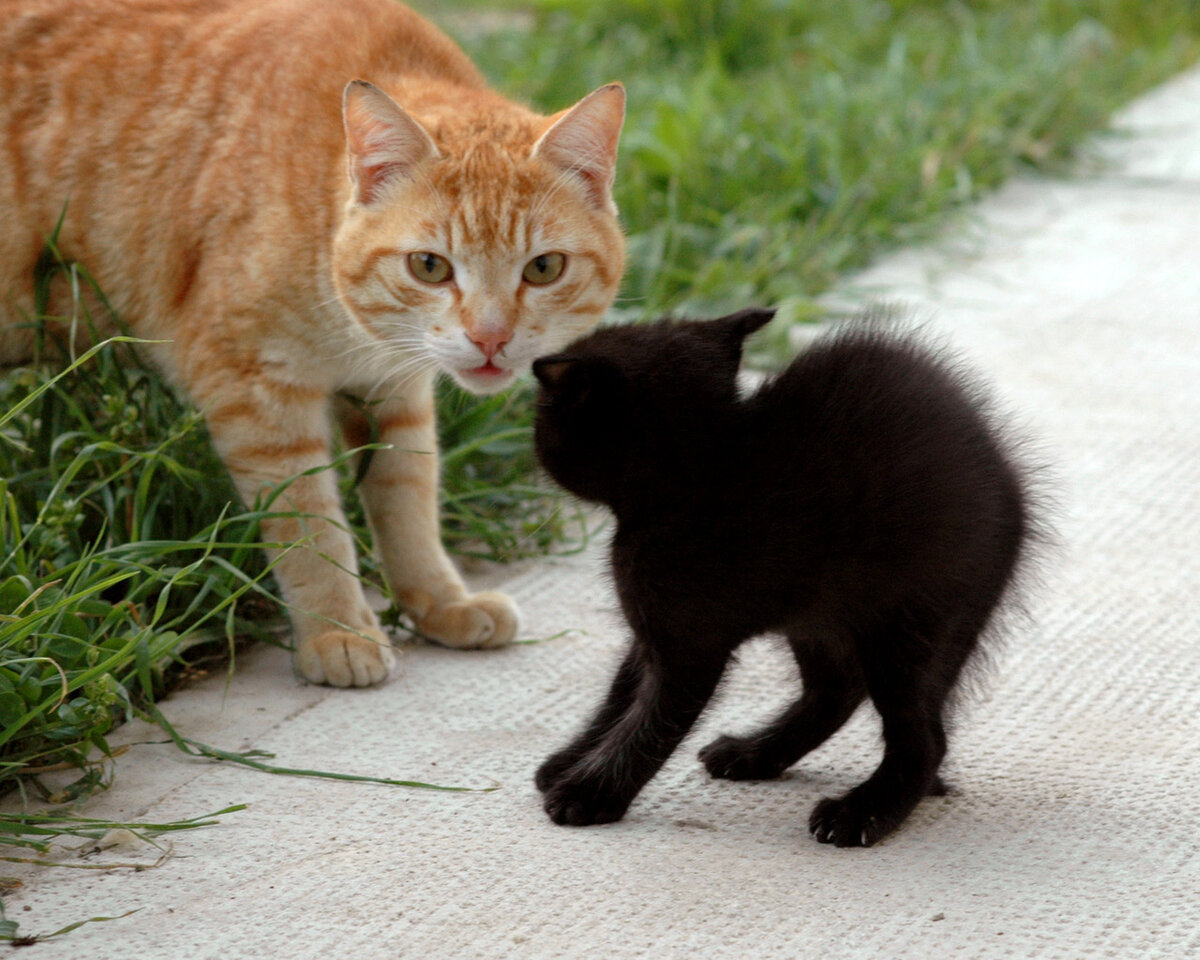 Языком туда сюда. Рыжий и черный котик. Рыжий и черный котенок. Черно рыжий котенок. Котятки черный и рыжий.