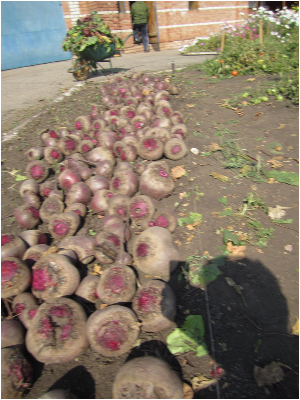 урожай с грядки  размером  1м х 3м