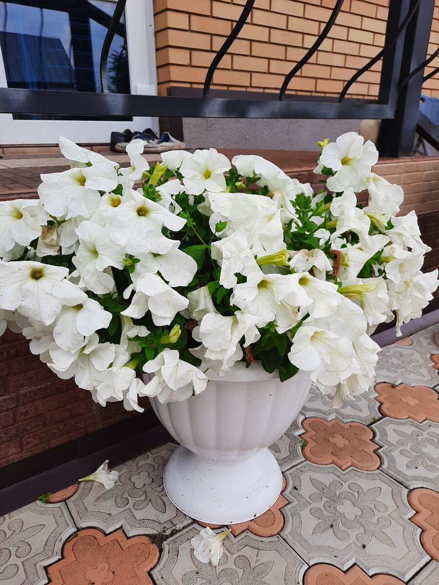 Петунии из @sadslubovyu