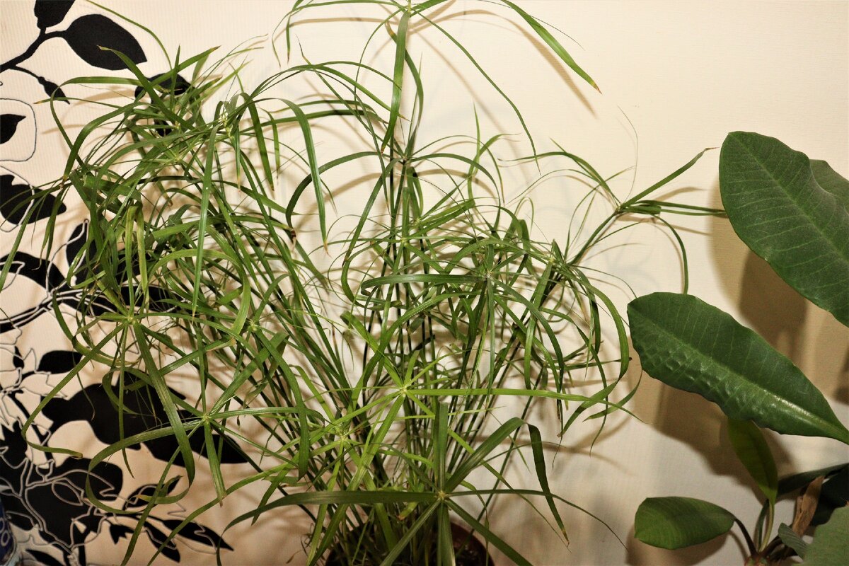 Циперус. Личное фото.