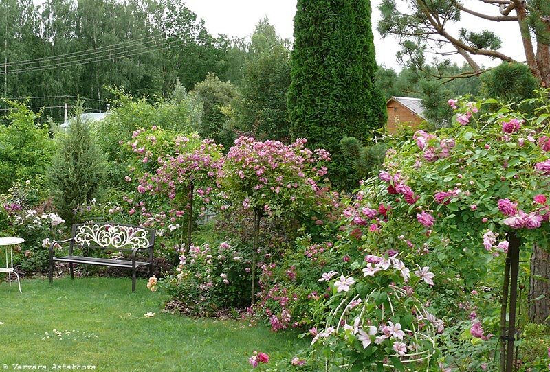 Моя любимая дача сад огород (71 фото) - красивые картинки и HD фото