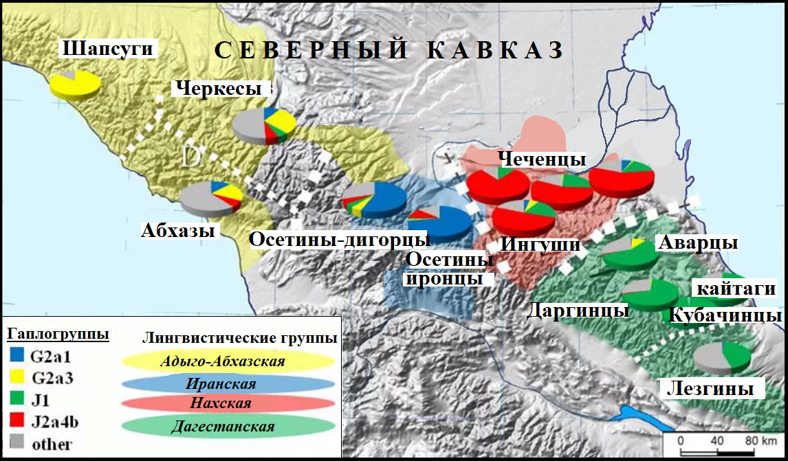 гаплогруппы народов Северного Кавказа (изображение взято из открытых источников)