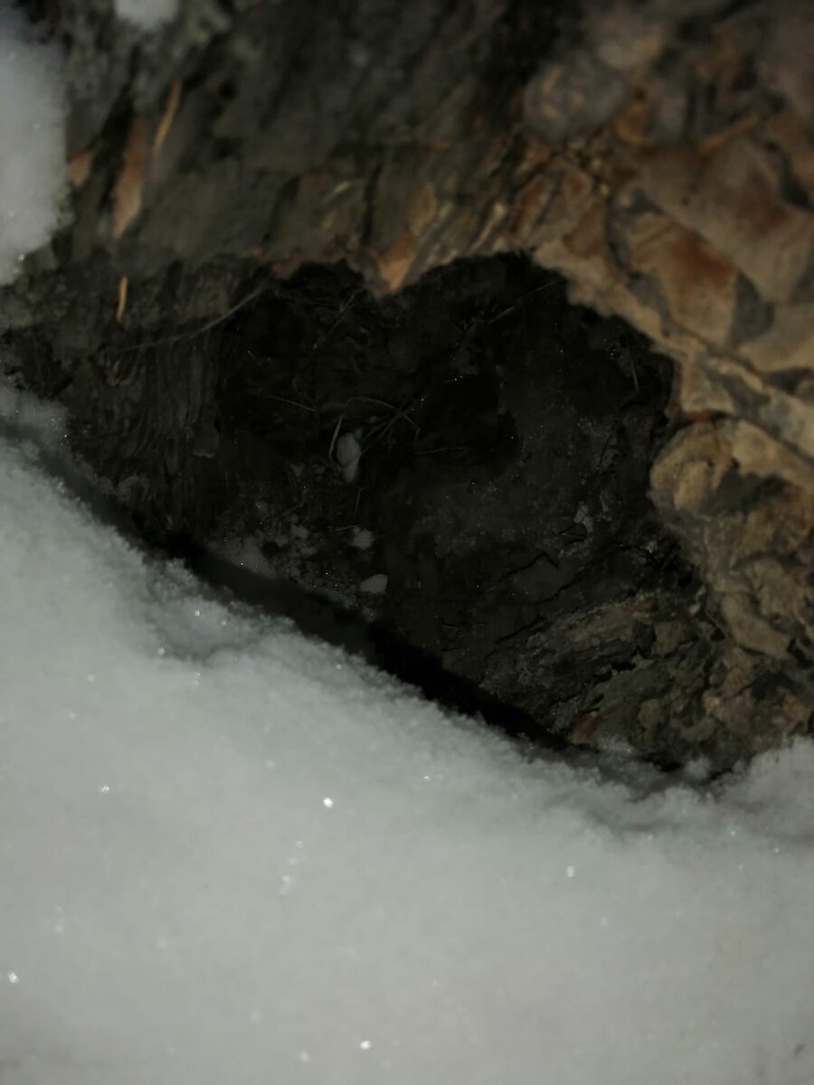 Дупло внутри пня. фото автора