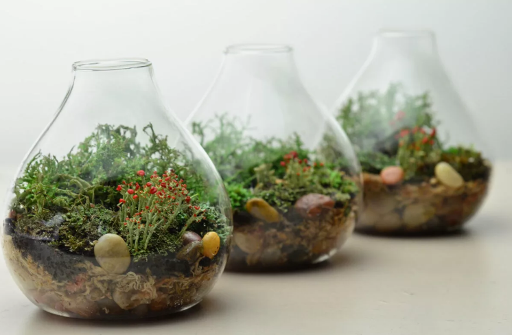 Мини-садик в открытой емкости, горлышко которой сужается вверху