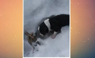 Бедный малыш лежал в снегу под темнеющим небом, замерзая и не понимая, почему его хозяева так с ним поступили. 