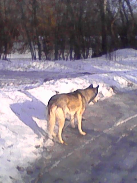 маршрутный лист Юта выписывает всегда сама - дорога по улице Садовой.