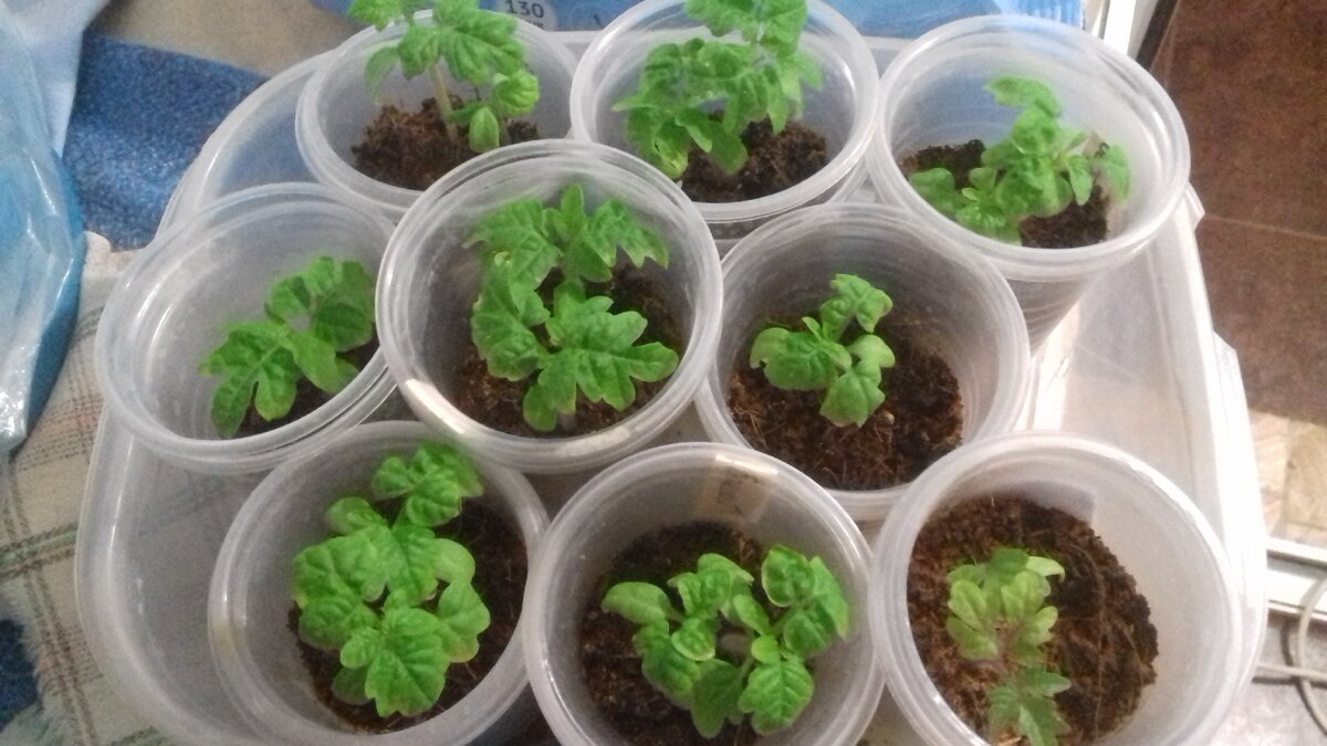 Томатики "Бонсай", "Пиноккио". 