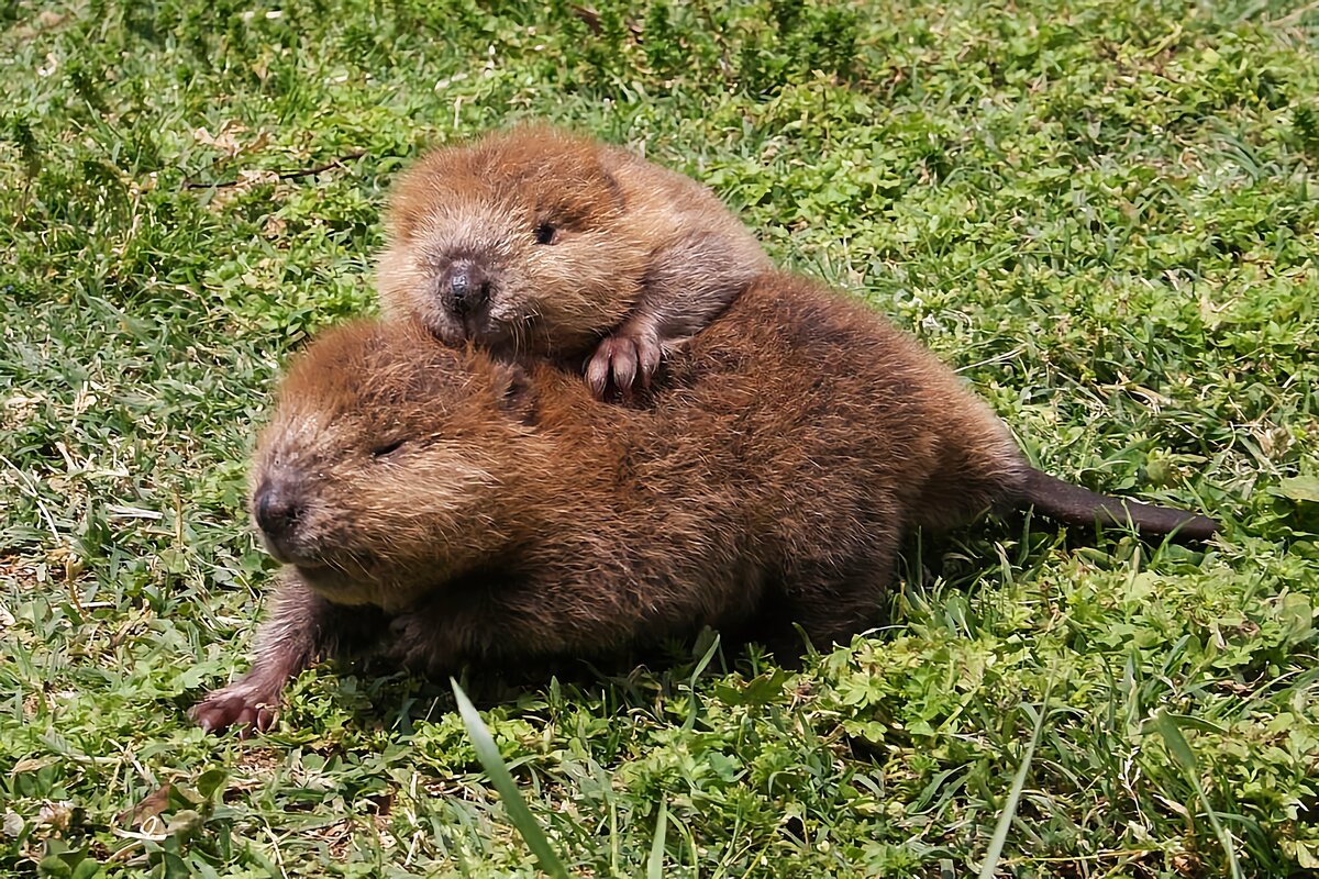 бабриха. бабриха. бабриха. бобр бобриха и бобрята. речной бобр.