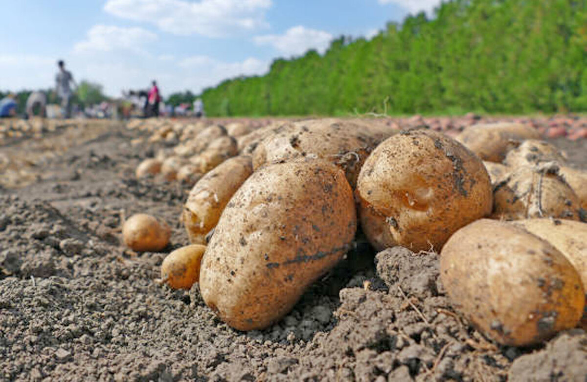 © Фото: ИД «Волгоградская правда» / архив.