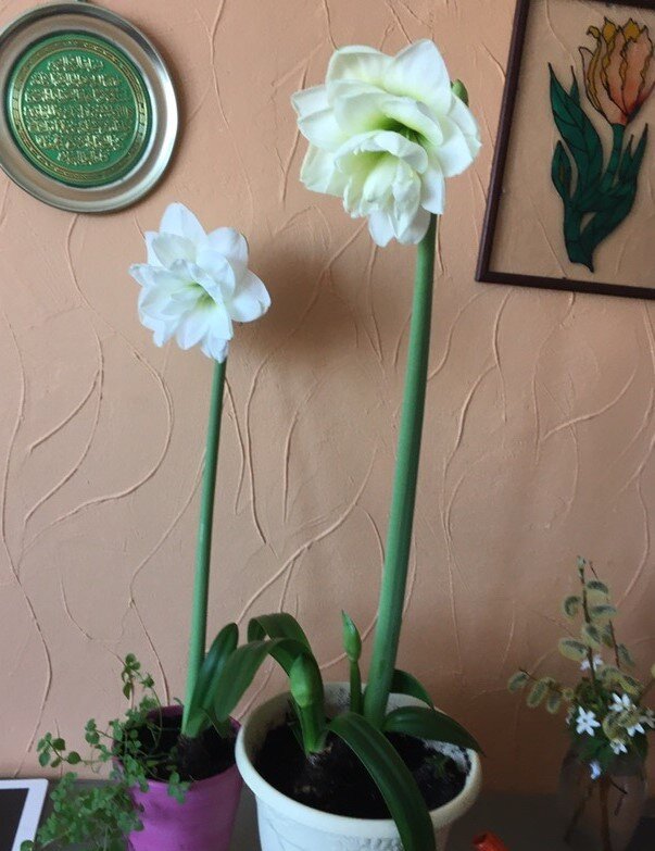 амариллис белый 