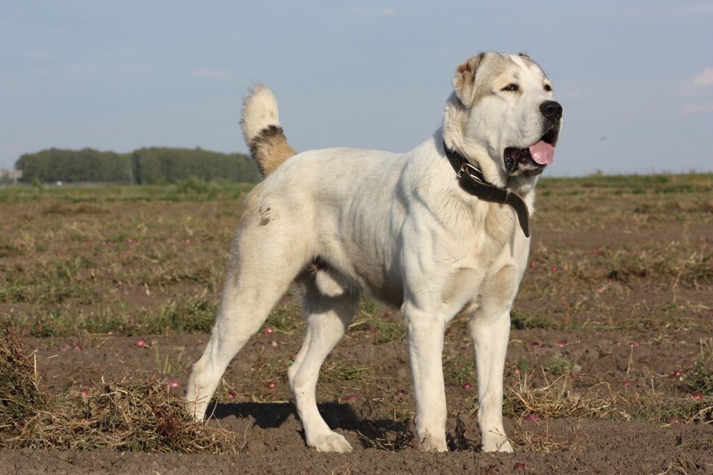 
Собаку породы алабай сложно назвать обыкновенной. Причин этому много: довольно большие размеры, нестандартный внешний вид все это заметно даже на фото.