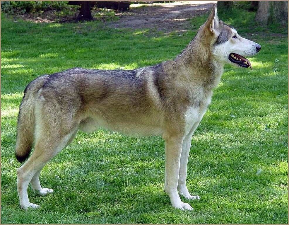 Саарлосская волчья собака