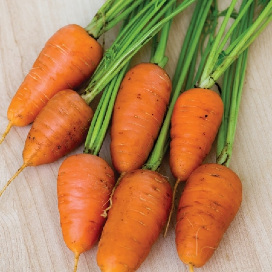 Морковки 5 6 7. Морковь сорт бейби. Морковь Бангор семена. Chantenay Carrot. Беби морковь семена.