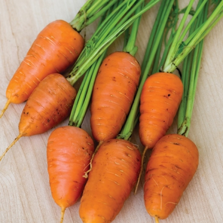 Морковь Бангор семена. Chantenay Carrot. Морковь сорт бейби. Беби морковь семена.