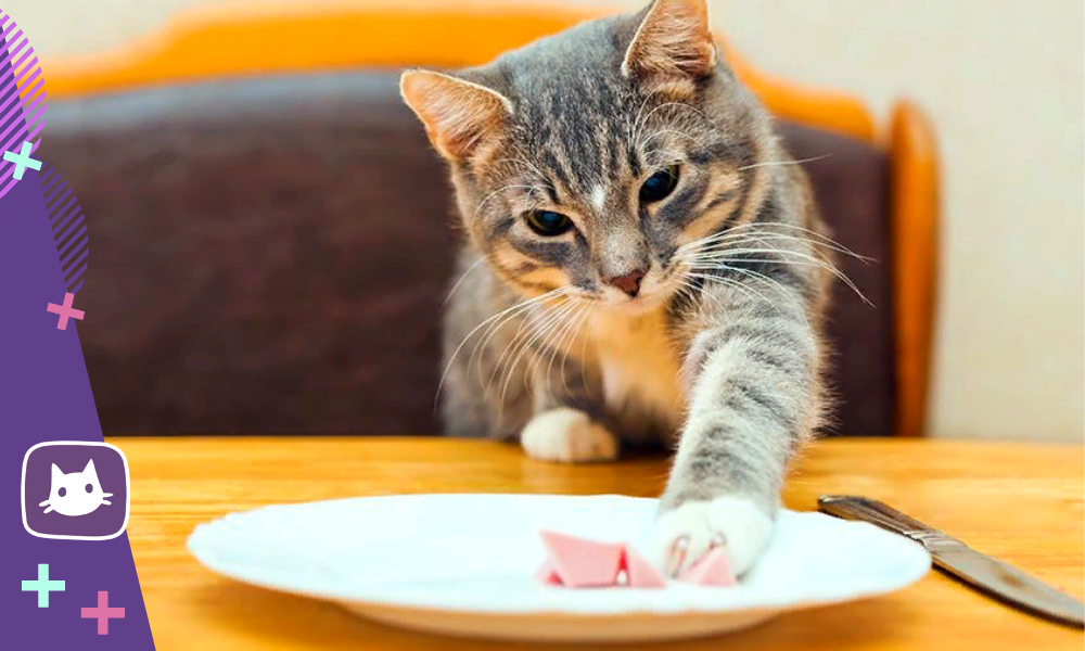 Почему кошка постоянно просит еду