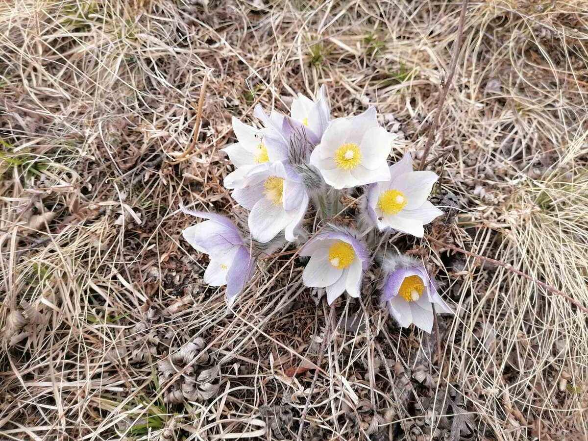 Так из каких-то прошлогодних впечатлений вдруг возникают и расцветают новые идеи...