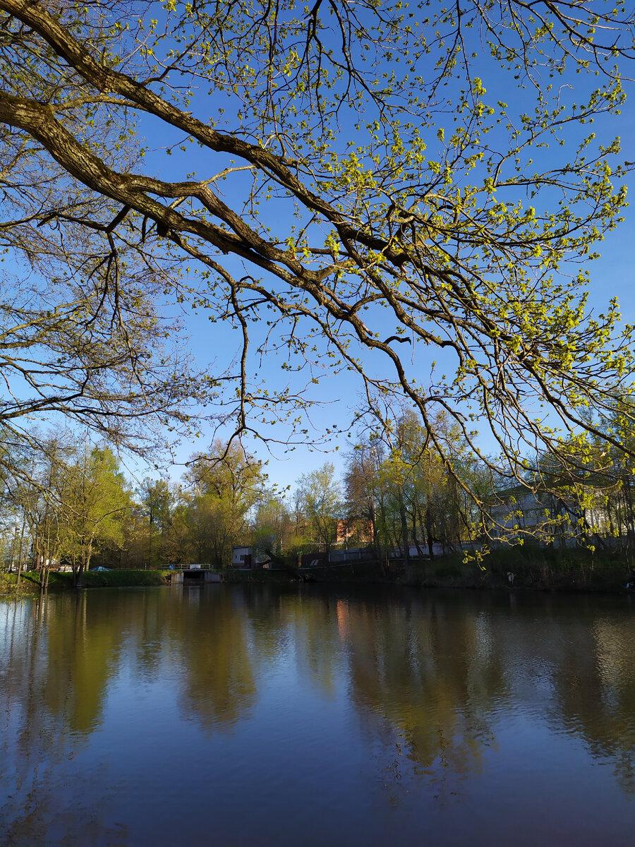 В усадебном парке. Воздвиженское. Фотографии автора.