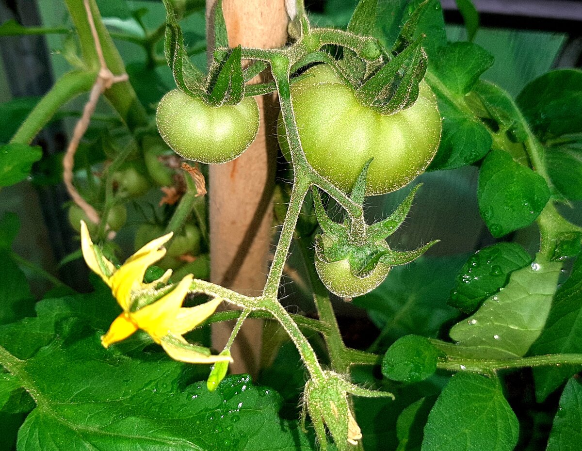 "Розовый спам". Фото автора. 