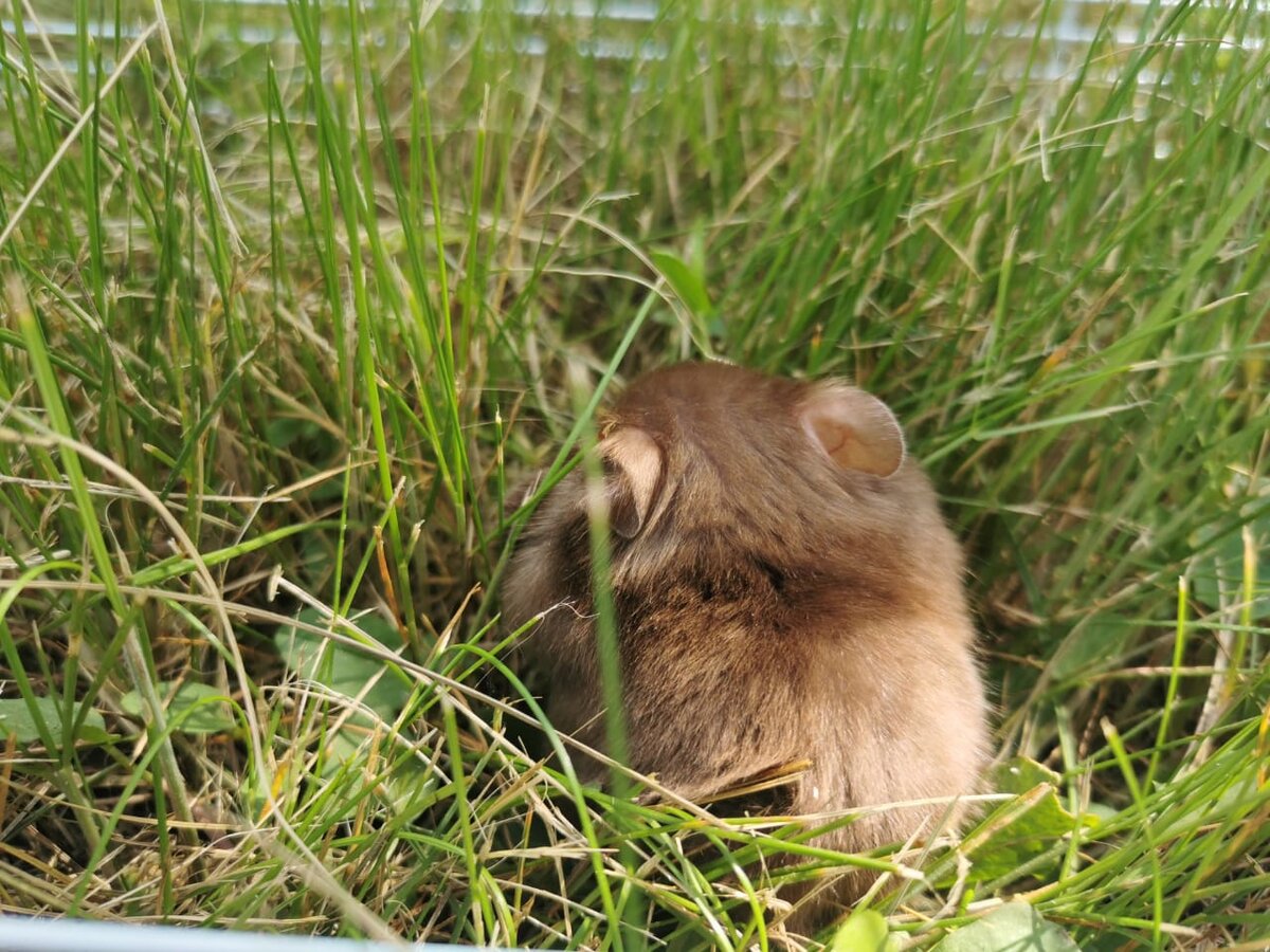 Мой хомяк Вася