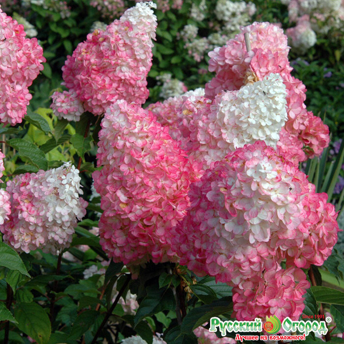 Картинка с сайта магазина Русский огород