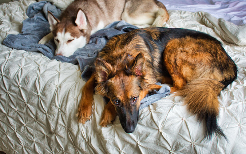 Так все же где должна спать собака? Можно ли ей спать в хозяйской постели? А если можно, то как быть, когда она рычит или огрызается? Фото Gavyn Caldwell/Pixabay 