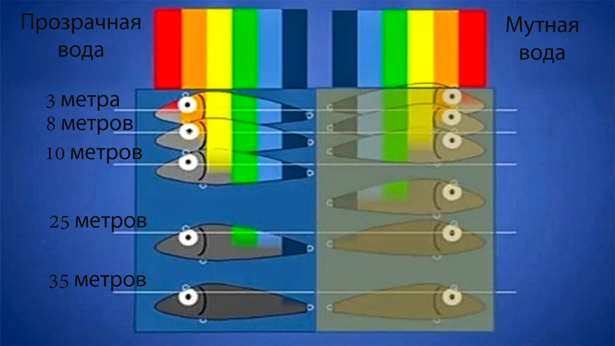 Как видят рыбы фото