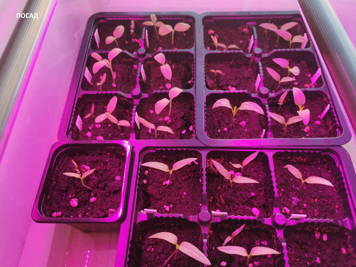 Эти перчики и баклажаны я посеяла 19 февраля проросшими семенами. Сейчас они уже выпускают первые настоящие листочки. Фото 1.03.