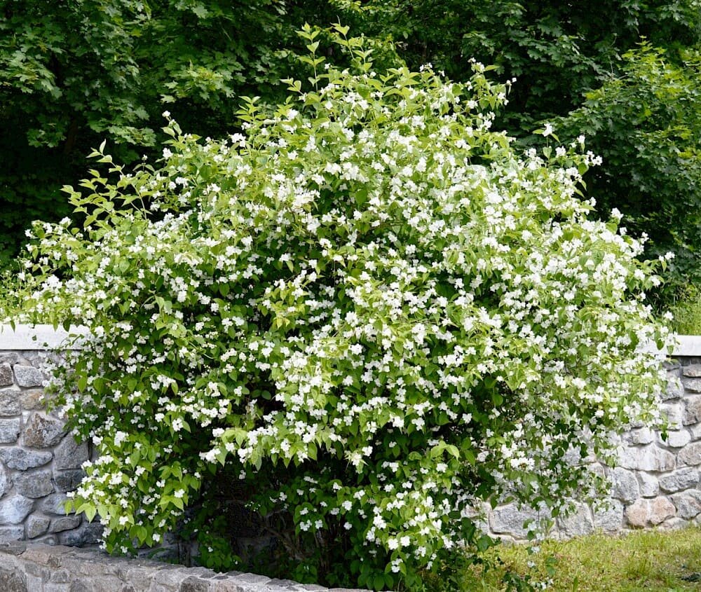 Вейгела – уникальный кустарник, цветущий дважды в год
