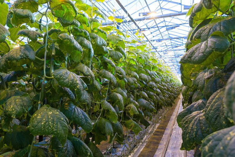 Огурцы. Иллюстрация для статьи используется по стандартной лицензии ©dachnyedela.ru