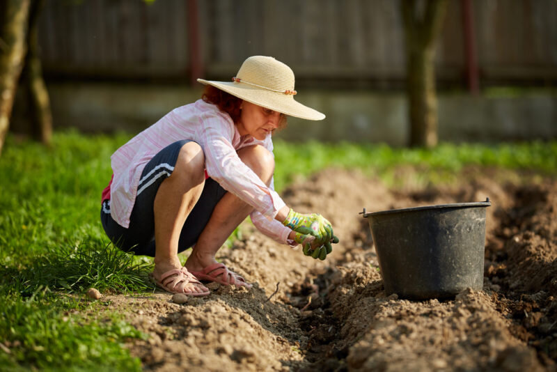 Посадка картофеля. Иллюстрация для статьи используется по стандартной лицензии ©dachnyedela.ru