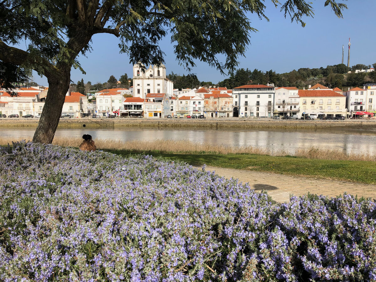 Это цветёт розмарин, аромат сумасшедший!