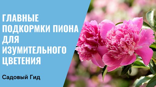 ХОТИТЕ ПЫШНОГО ЦВЕТЕНИЯ ПИОНОВ? ТОГДА НЕ ЗАБУДЬТЕ ИХ ПРАВИЛЬНО ПОДКОРМИТЬ!