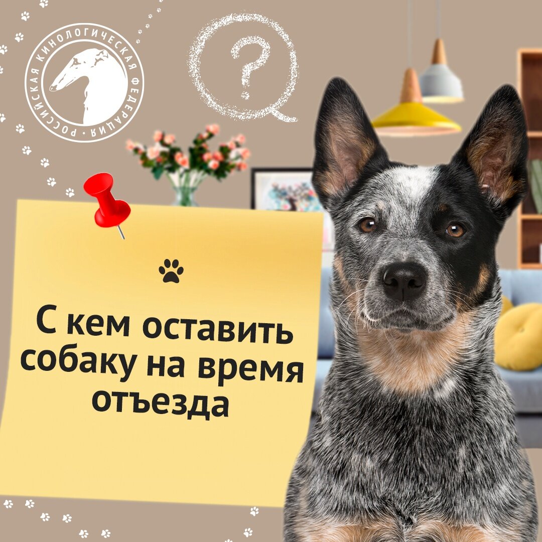 Азбука собаковода: С кем оставить собаку на время отпуска или длительного отъезда