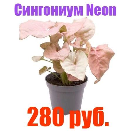 Изображение из группы ВК, сейчас цены могли измениться