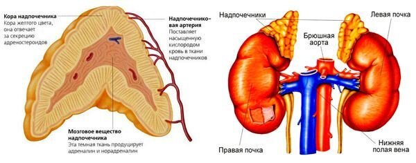 Надпочечники центр. Образования надпочечников на кт. Надпочечники мрт анатомия. Кт мрт аденома надпочечника. Кт надпочечников с контрастированием.